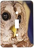 3dRose LLC lsp_7332_1 Barney The Owl, Single Toggle Switch