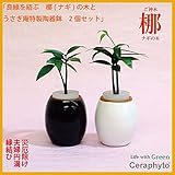 土なし　清潔　水やり簡単　良縁を結ぶ梛(ナギ)の木と　陶房「うさぎ庵」特製陶器鉢　2個セット　梛の木は、「NHK大河ドラマ　女城主　直虎」で「愛しいものの無事を祈る木」「災いを避ける木」「良縁を結ぶ木