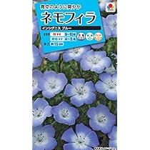 Amazon | タキイ種苗 ネモフィラインシグニスブルー | 花