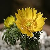 フクジュソウ(福寿草）：金鵄（きんし）3号ポット（1芽入） ノーブランド品