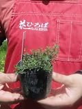 ハーブ 赤花クリーピングタイム レッド（這いずる性） 【3号ポット苗】宿根草 苗 多年草 耐寒性