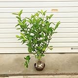 庭木：梔子（クチナシ）　　Ｈ：約30-70ｃｍ