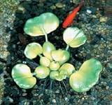 タカショー 【観葉植物・グリーンデコ和風】 リアルな人工水草 ホテイアオイ W20cm GN-60