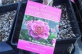 【花苗】【バラ苗大苗】　ブリリアント　ピンク　アイスバーグ　(京阪園芸)　【期間限定】