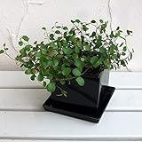 ワイヤープランツ陶器鉢入り（タリーズ キューブ幅10cm・ソーサー付き） ノーブランド品