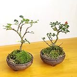 紅白の長寿梅盆栽を１鉢ずつ！年に数回可憐な花が楽しめます【紅長寿梅の盆栽・白長寿梅の盆栽（信楽焼鉢鉢】