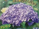 西洋紫陽花　ブルーサファイア　15cmポット