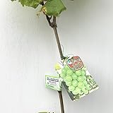 ぶどう 苗木 シャインマスカット（PVP） 12cmポット苗 自根苗 ブドウ 苗 葡萄