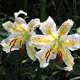 真のユリ球根、ユリの花、（ユリの種ではない）、花のlilium電球、かすかな香り、盆栽鉢植え-1球WhiteR