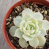 ファンクイーン 7.5cmポット エケベリア Echeveria Fun Queen 福岡県産 多肉植物 多肉 観葉植物 インテリアグリーン 寄せ植えに