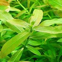 Amazon.co.jp: （水草）ルドウィジア レペンス ルビン（水中葉）（無