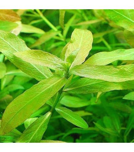 Amazon.co.jp: （水草）ルドウィジア レペンス ルビン（水中葉）（無