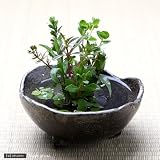 益子焼 ミニ水盤 大 炭化 ミニミニ盆栽鉢