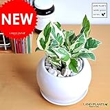LAND PLANTS ポトス・エンジョイ 白色丸型陶器