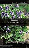 クレマチス インテグリフォリア　Prime Perennial Collection　花
