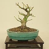 いよじ園 モミジ -獅子頭- （小品盆栽）