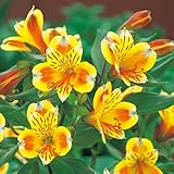 タキイ種苗 アルストロメリア サマーブリーズ 2株セット