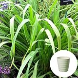 レモングラス 栽培 セット/ハーブ/軽量 プラスチック 鉢 プランター/アイボリー