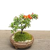 年に数回可憐な花が楽しめます【紅長寿梅（べにちょうじゅばい）の盆栽（信楽焼茶鉢】