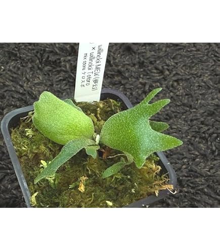 Amazon｜frog_yamato【willinckii yellow moon dwarf 】YMDS イエロー