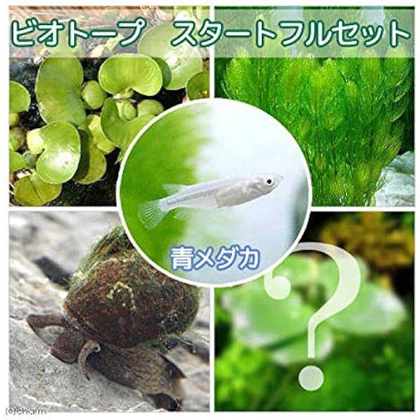 Amazon めだか 青メダカ初心者フルセット ビオトープ用 Charm チャーム 観賞魚 水中生物 通販