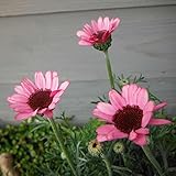 ローダンセマム：マーキュリー11cmポット 2株セット