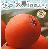 ビワ：ジャンボ大房（オオブサ）4.5号ポット[高級フルーツ店に並ぶ千葉房州の大実品種][苗木] ノーブランド品