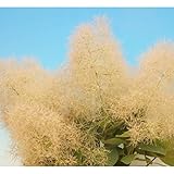 スモークツリー：ホワイトボール4号ポット[大型の緑葉白花品種] ノーブランド品