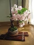 桜盆栽　　リビングでお花見　桜盆栽　３９８０円　　６月以降は　葉桜盆栽です。　翌年にパット咲かそう　桜盆栽