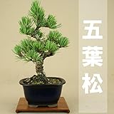 いよじ園 【】 五葉松 -宮島- （小品盆栽）（いよじ園 伊予路園） ▼商品番号をご選択ください,9