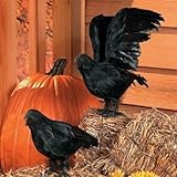 Realistic Feathered Crows -Set of 2 - Great Halloween Prop! by Unknown [並行輸入品]
