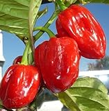 Chili Scotch Bonnet - hot pepper - 50 seeds