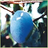 プルーン苗木　バーバンク