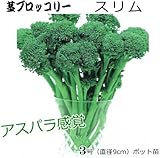 茎ブロッコリー スリム 9cmポット苗 5ポットセット