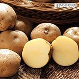 ジャガイモ・男爵薯（だんしゃくいも）の種芋 (1kg)