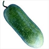 【メール便配送】　国華園　野菜たね　ウリ　早生長冬瓜　1袋(3ml)【※発送が国華園からの場合のみ正規品です】