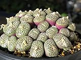 231.コノフィツムの人気種。ウィッテベルゲンセ！トップの唐草のような繊細な模様に側面の赤紫色が素晴らしい。（Conophytum Minimum Wittebergense 10粒+α) [並行輸入