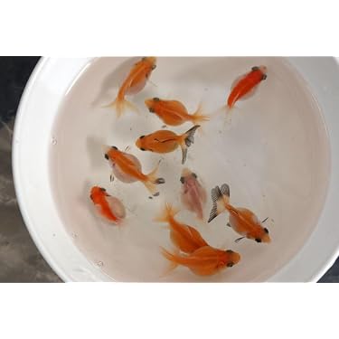Amazon.co.jp 最新リリース: 生体（観賞魚・水中生物） の新着