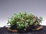 秋の山野草　日高ミセバヤの石付け