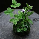 P Prettyia モスボール花鉢　プランター　植物ホルダー　観賞植物　全4サイズ　ガーデン　飾り　耐腐食性　通気性 - 18cm