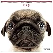 カレンダー 2019 壁掛け THE DOG 犬 パグ 403230 2018年9月―2019年12月 アーリスト イヌ いぬ Pug