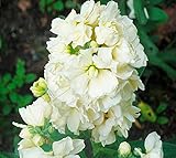花の種子Hoary証券ホワイト（アラセイトウ属incana）年報