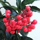 [実付き]万両（マンリョウ）：大実万両宝船 赤実 5号鉢植え ノーブランド品