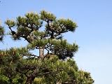 【1年間枯れ保証】【シンボルツリー常緑】クロマツ　2.0m露地　2本セット
