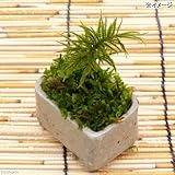 (観葉)苔盆栽 益子焼鉢植え コウヤノマンネングサ 信楽 長角 小(1鉢) 本州・四国限定[生体]