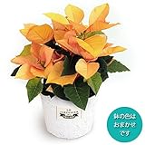 ポインセチア：ゴールド直径11.5cm鉢植え ノーブランド品