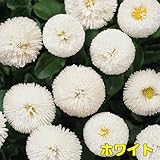 早春を飾るには年内植え付けを！ 耐寒性 一年草 デイジー （デージー） ベリシマ　 2株セット【ホワイト】 パンジー・ビオラと一緒に植えましょう！