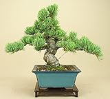 いよじ園 【】 五葉松 宮島（中品盆栽）（松柏盆栽）いよじ園【父の日ギフト】