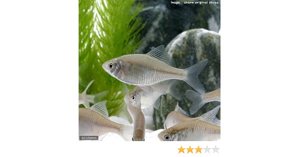 Amazon 淡水魚 ニッポンバラタナゴ ３匹 Charm チャーム 観賞魚 水中生物 通販