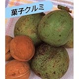 果樹苗 クルミ 菓子クルミ 1年生